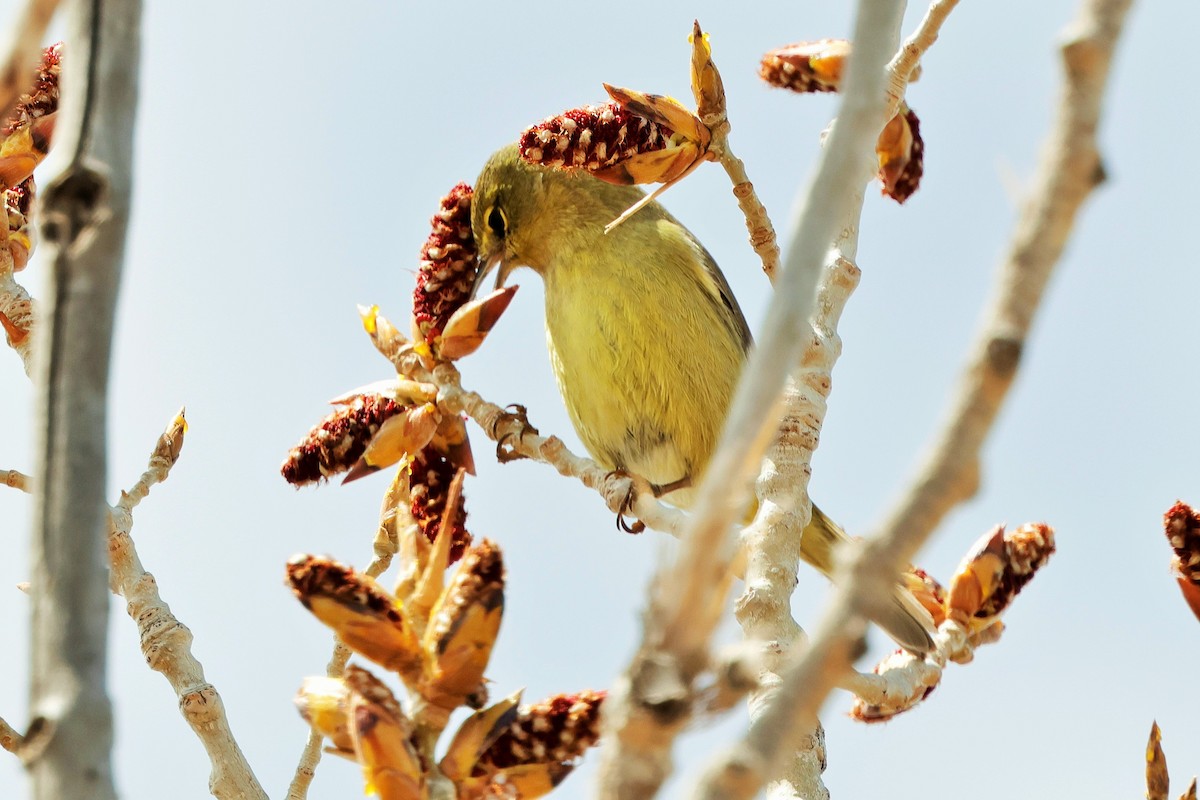Orange-crowned Warbler - ML618290253
