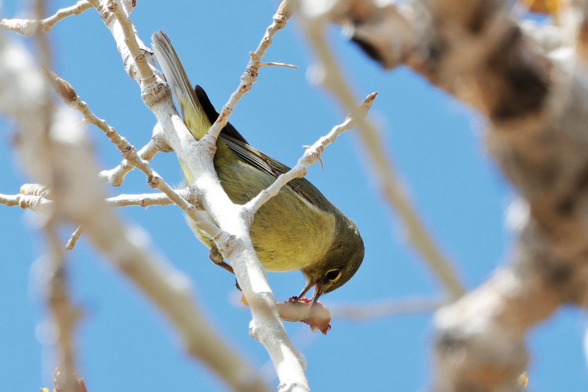 Orange-crowned Warbler - Risë Foster-Bruder