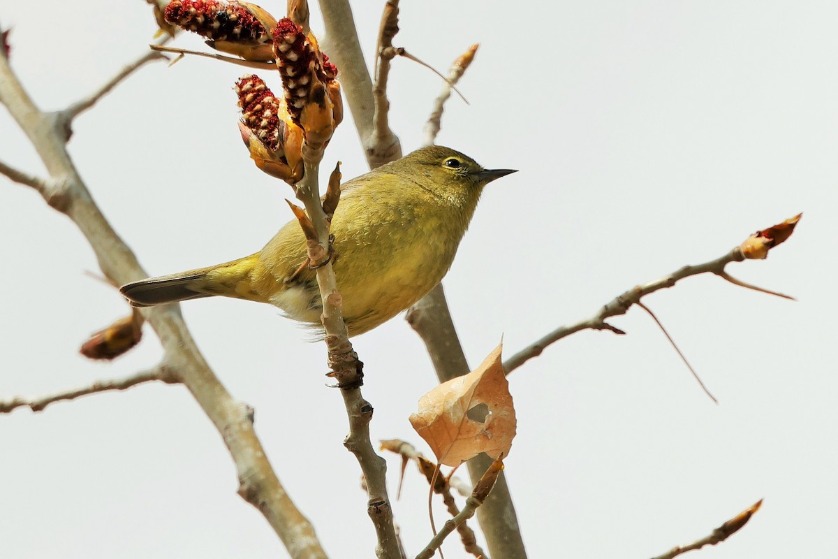 Orange-crowned Warbler - ML618290255