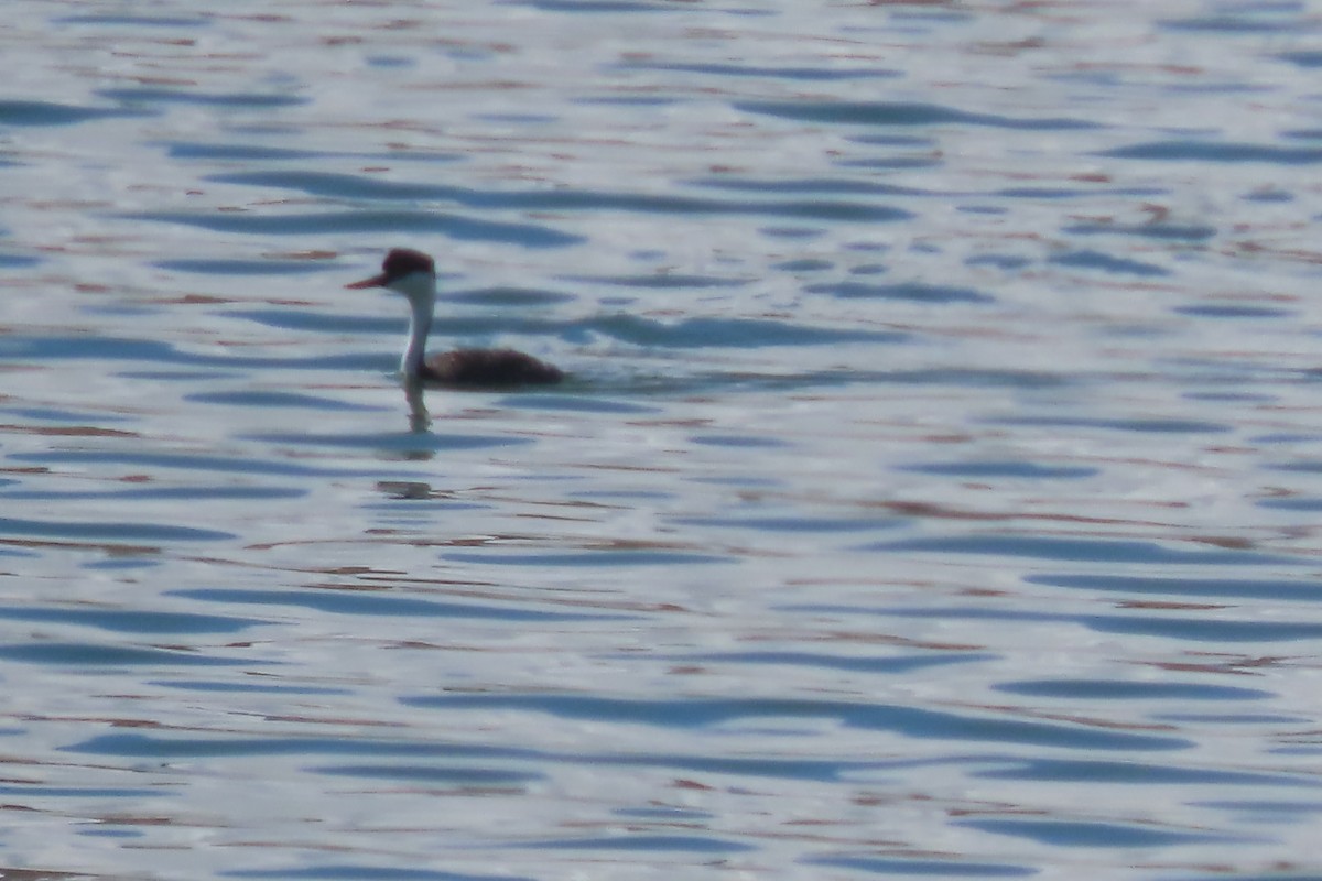 Western Grebe - Mike Lesnik