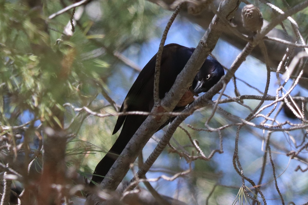 Common Grackle - Andrew Core