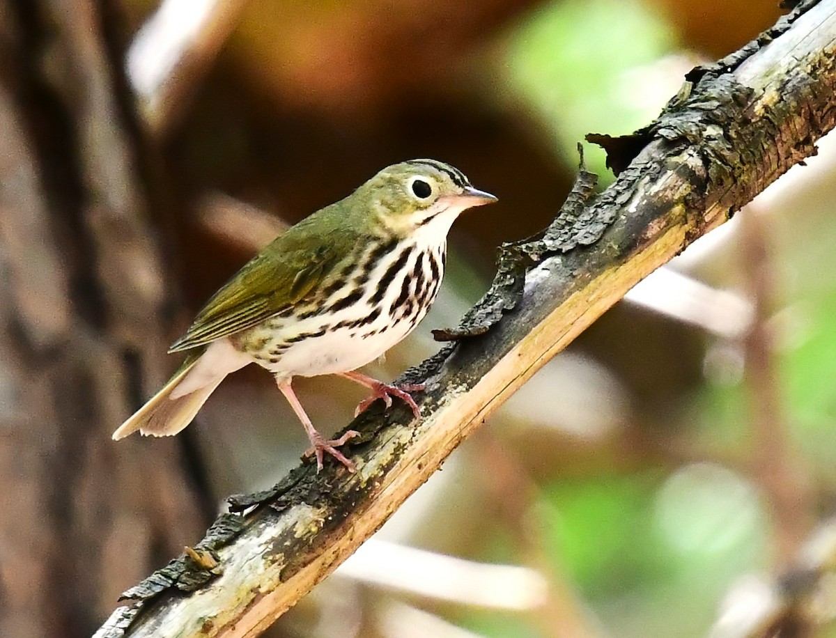 Ovenbird - MJ Heatherington