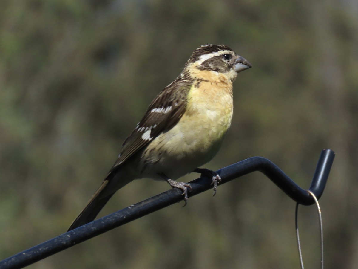 Black-headed Grosbeak - Alane Gray