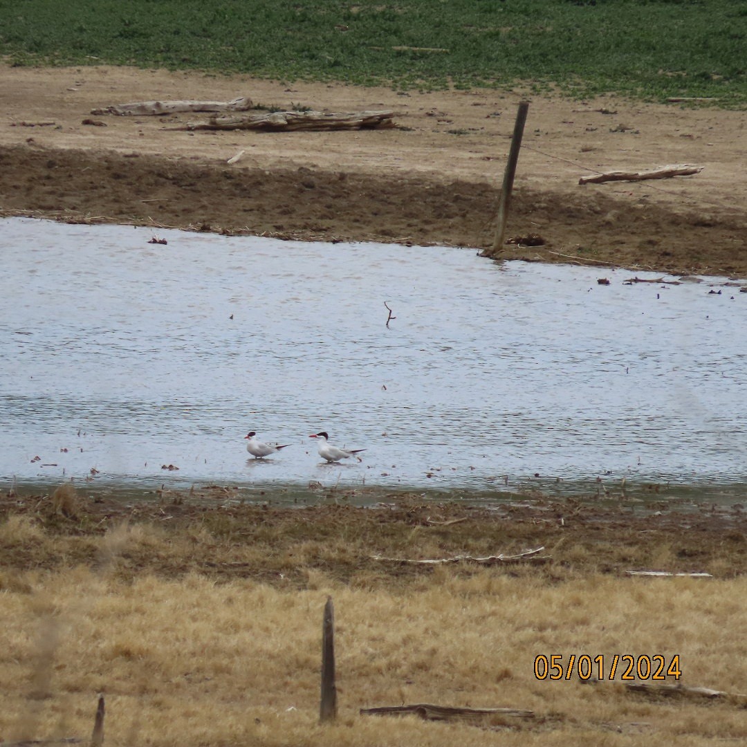 Caspian Tern - Anonymous