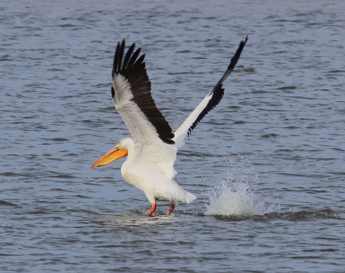 American White Pelican - Charlotte Byers