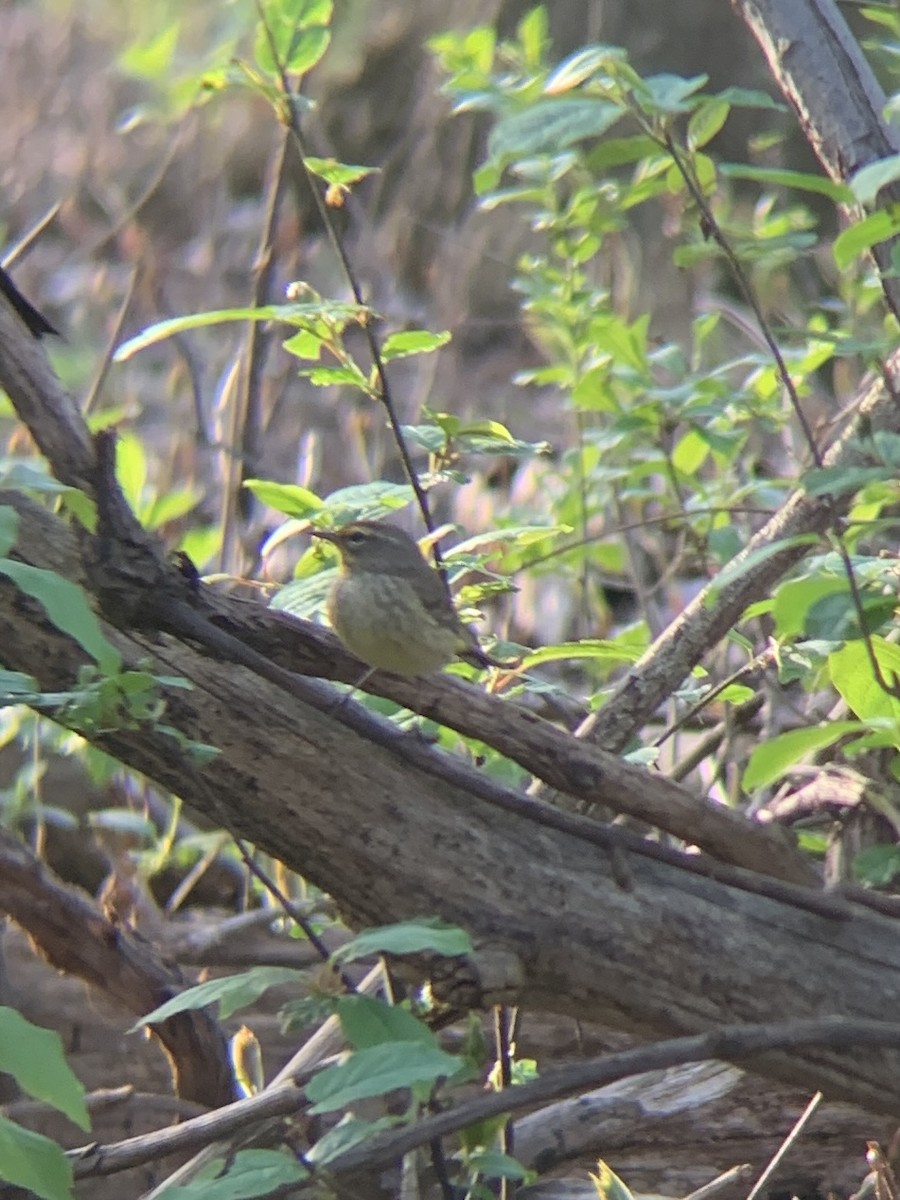 Palm Warbler - ML618290332