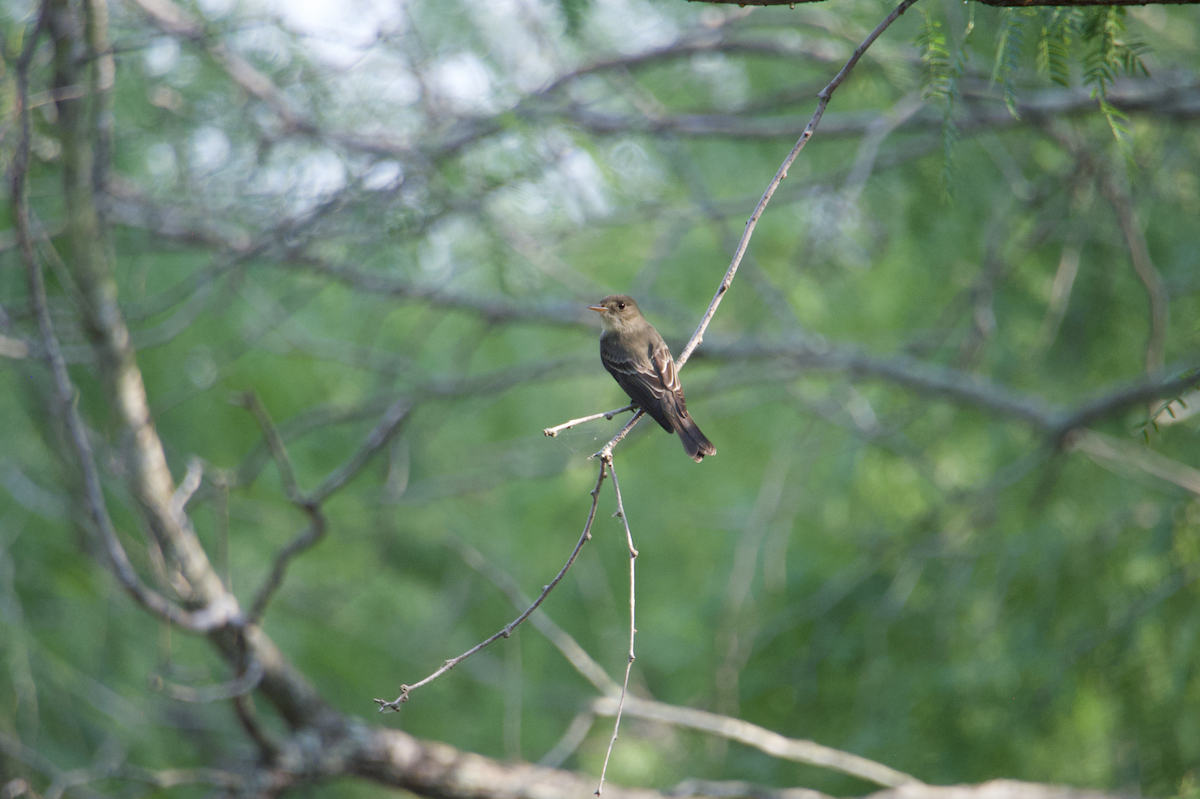 Eastern Wood-Pewee - Evan Farese