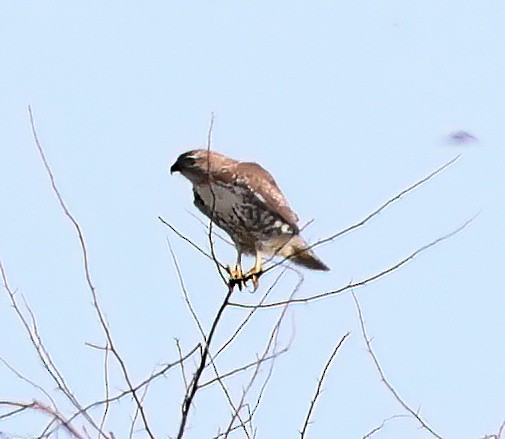 Red-tailed Hawk - Charlotte Byers