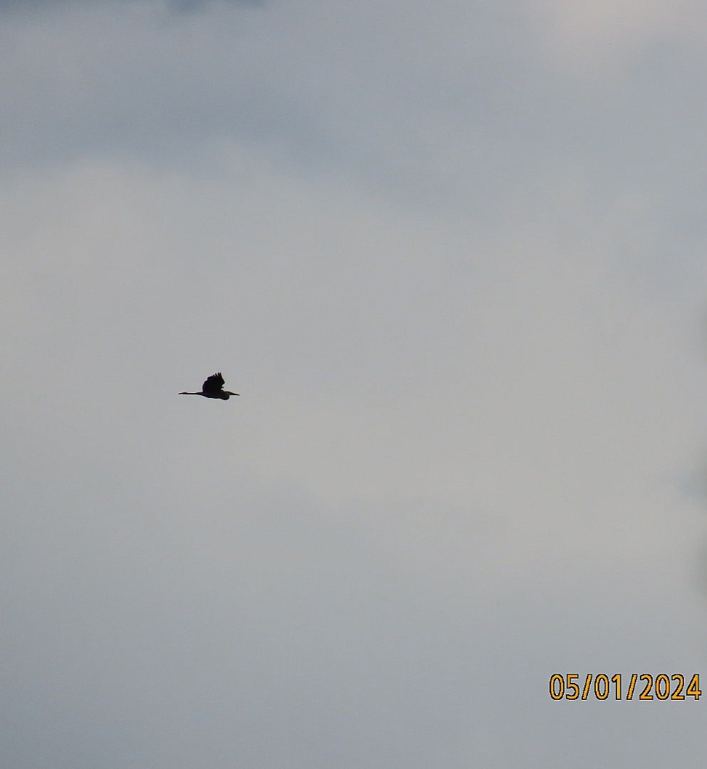 Great Blue Heron - Anonymous