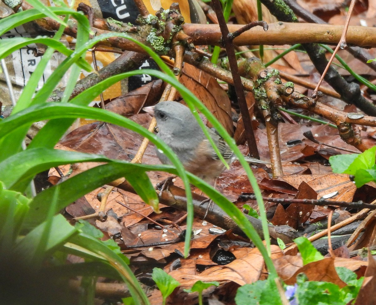 Dark-eyed Junco (Pink-sided) - Susan Brauning