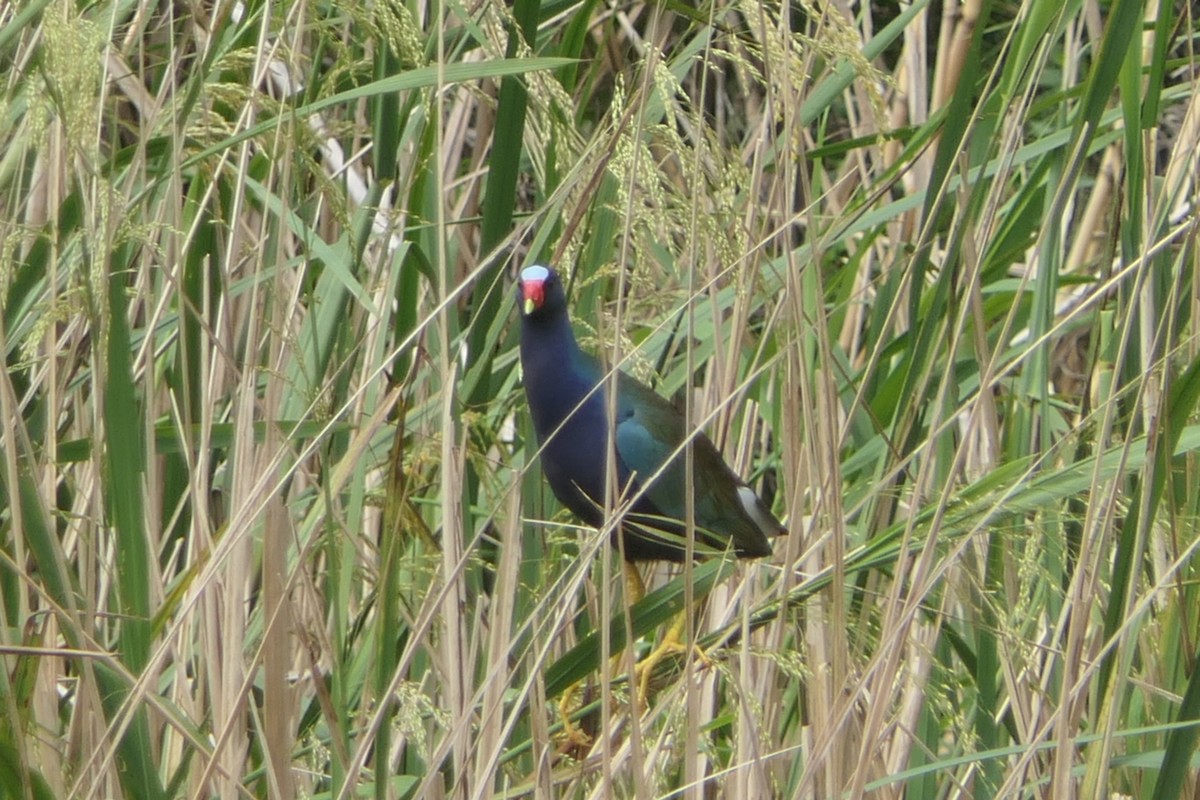 Purple Gallinule - Steve Dignam