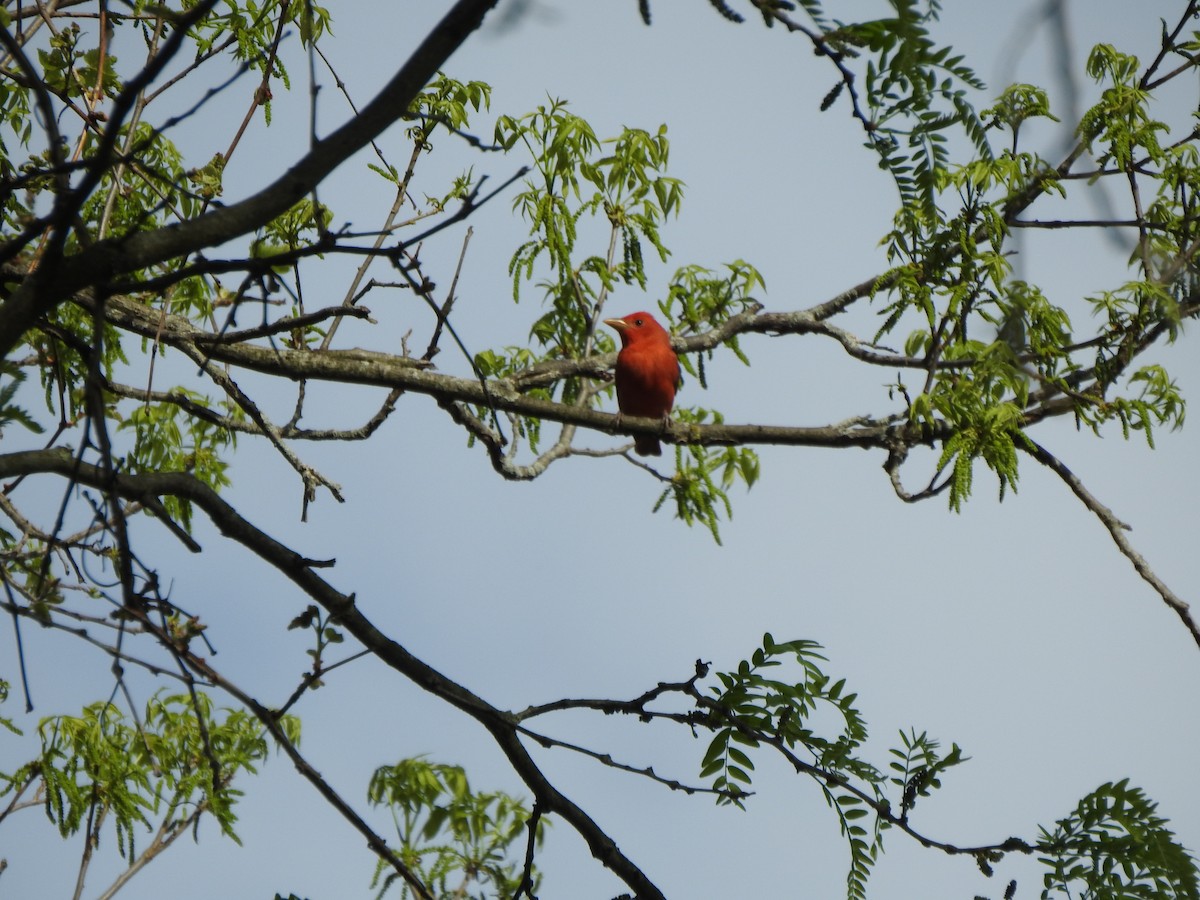 Summer Tanager - Ron Marek