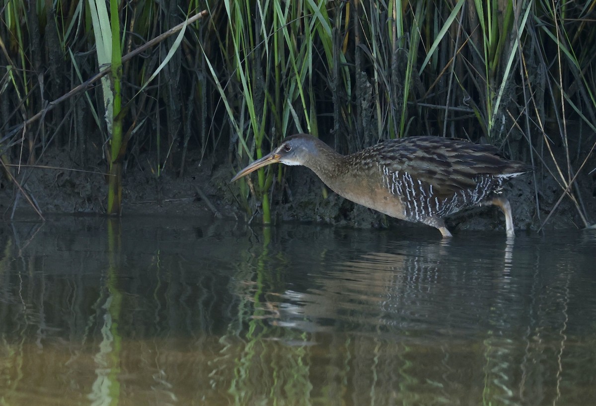 Clapper Rail - Grace Simms  🐦‍⬛