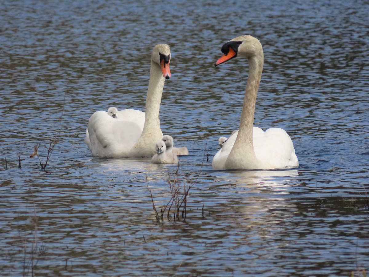 Mute Swan - ML618290450