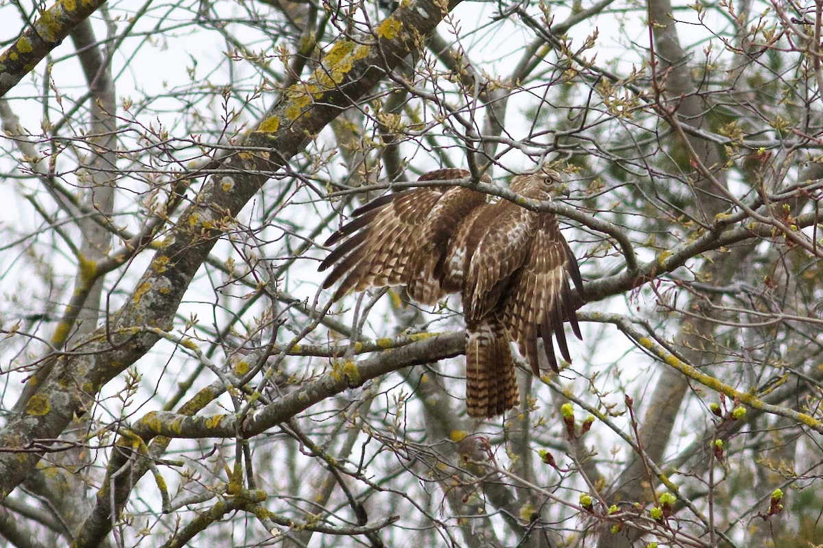 Red-tailed Hawk - George Forsyth