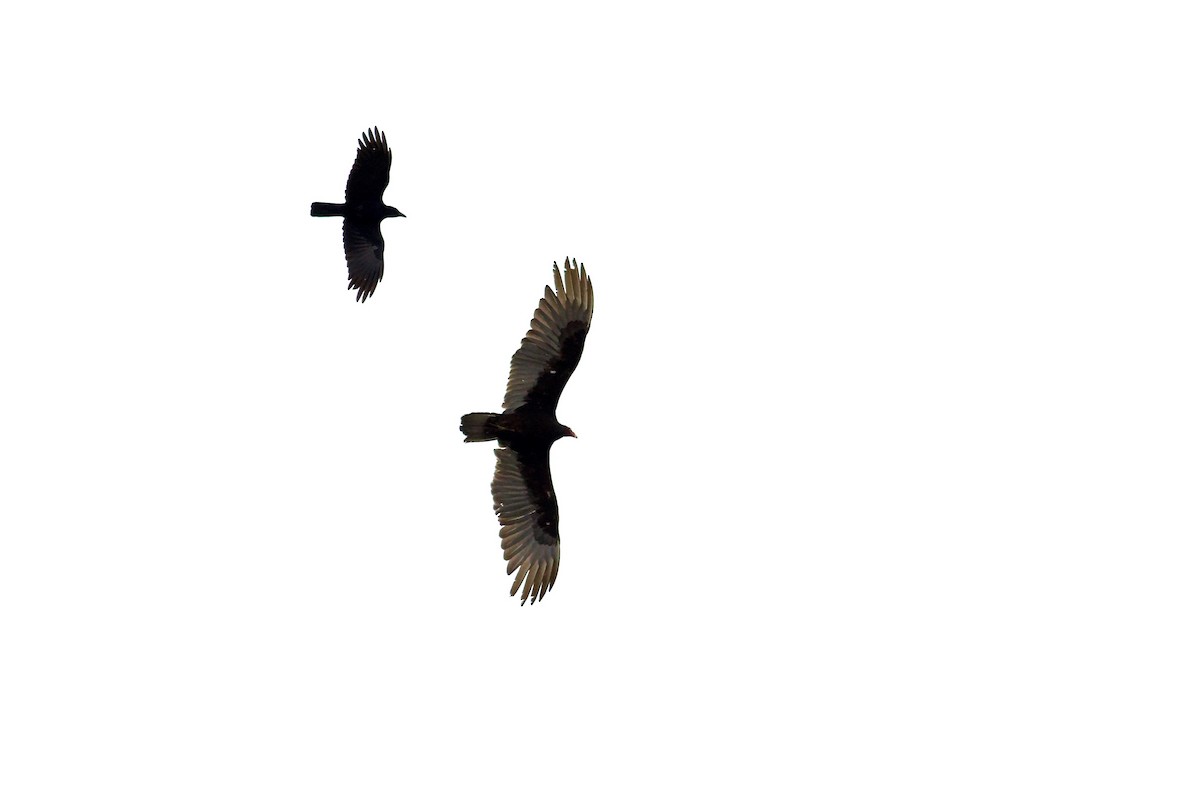 Turkey Vulture - George Forsyth
