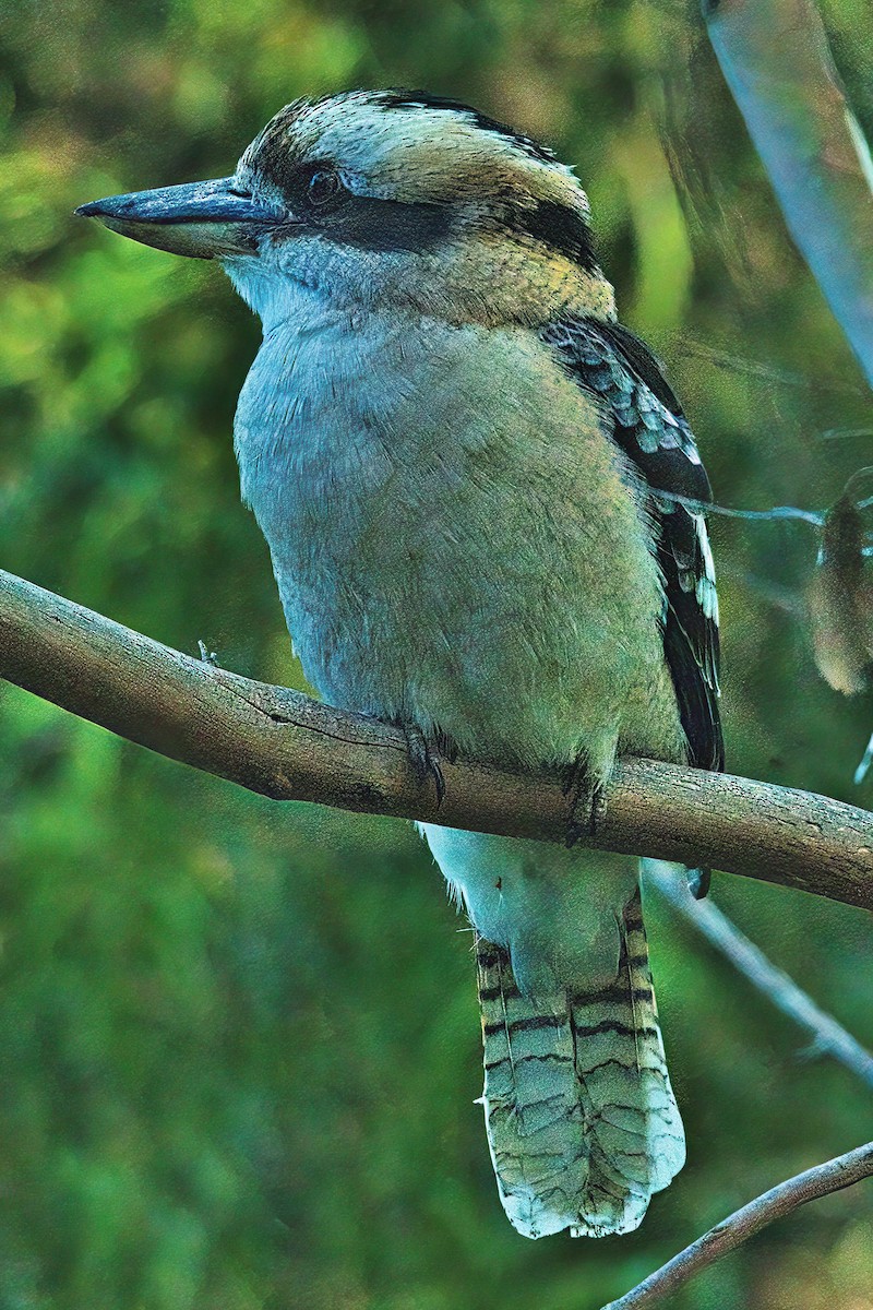 Laughing Kookaburra - ML618290464