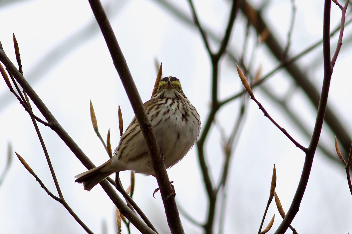 Savannah Sparrow - George Forsyth