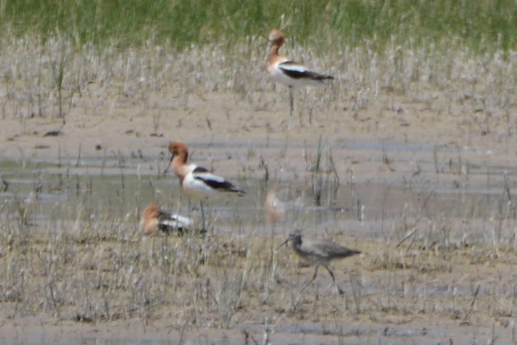 American Avocet - ML618290466