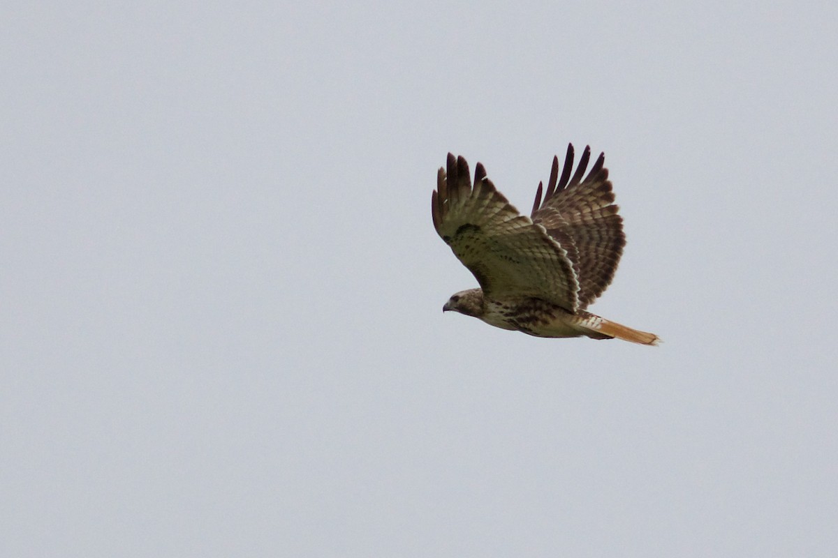 Red-tailed Hawk - George Forsyth