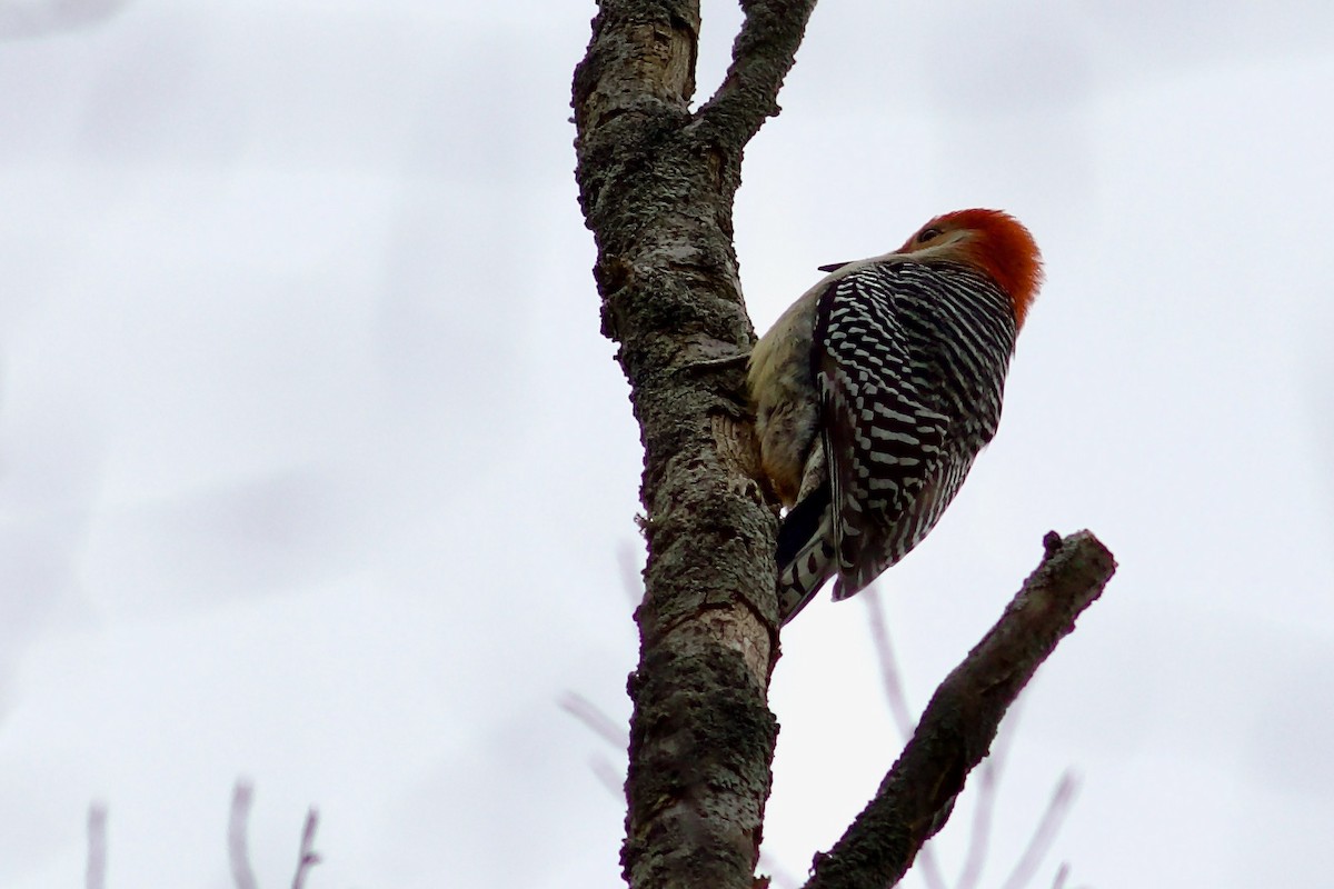 Red-bellied Woodpecker - George Forsyth