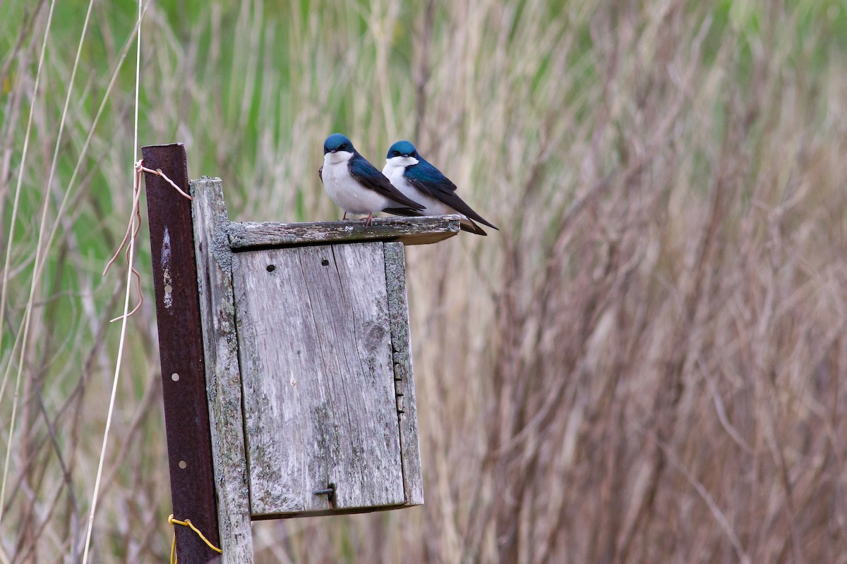 Tree Swallow - George Forsyth