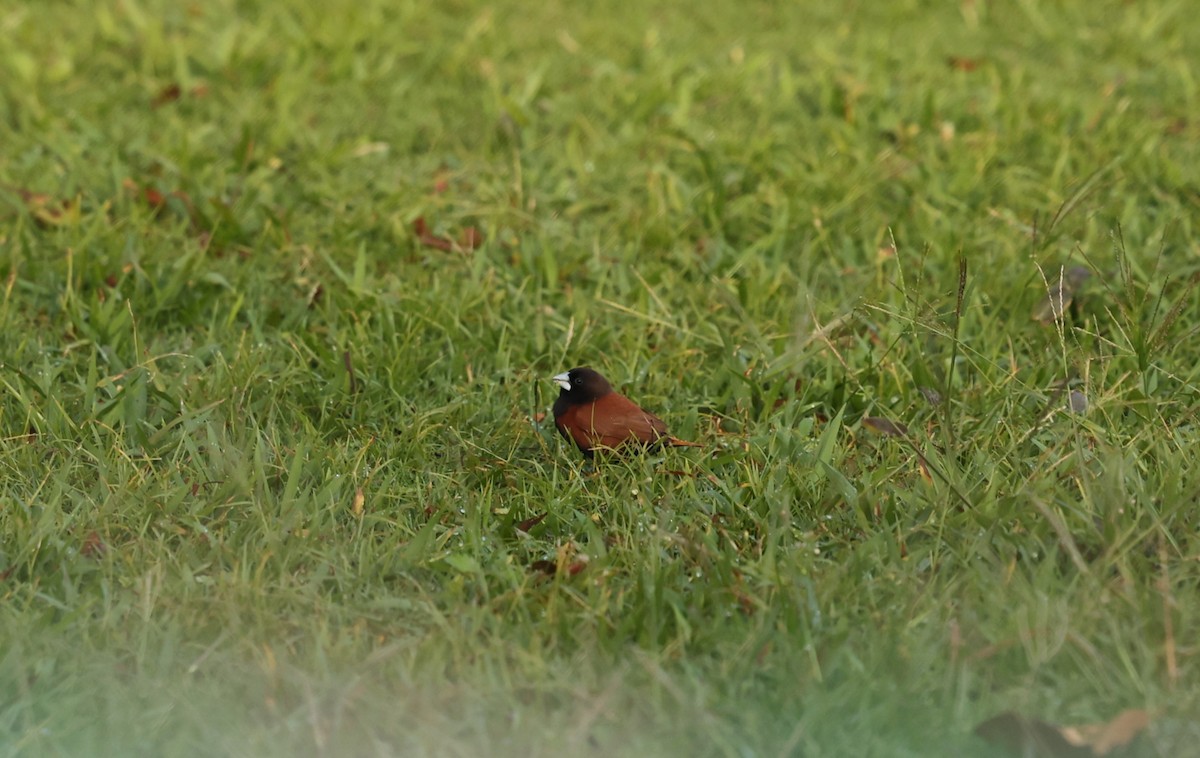 Chestnut Munia - Von Welch