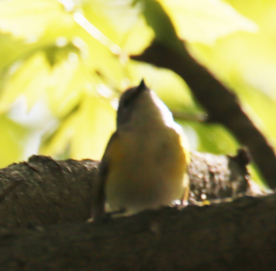 Warbling Vireo - Cathy Cox