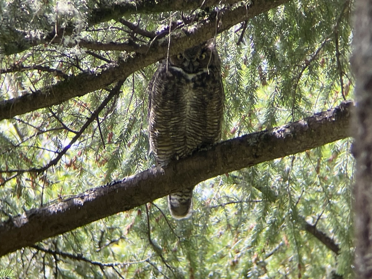 Great Horned Owl - Craig R Miller