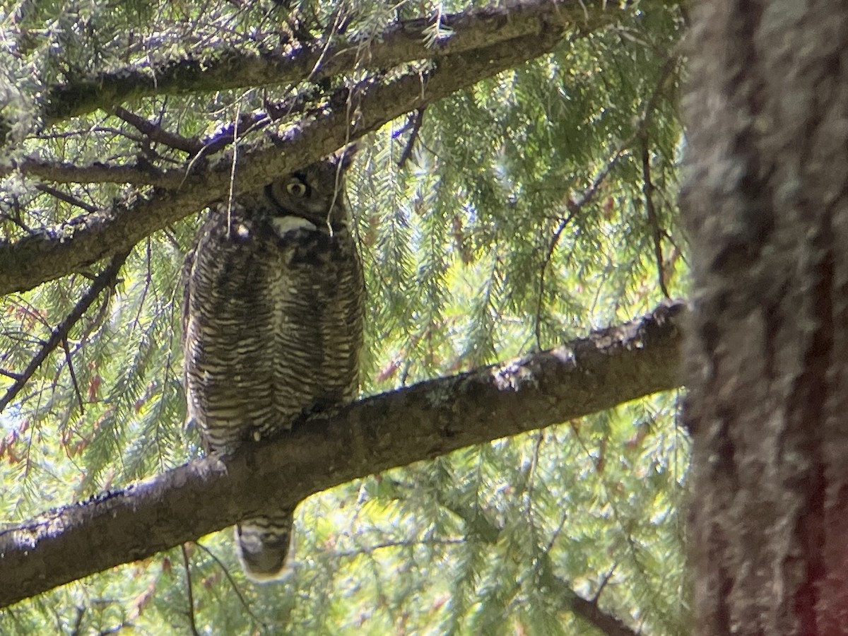 Great Horned Owl - Craig R Miller