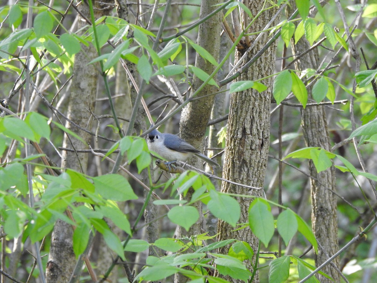 Tufted Titmouse - Ron Marek