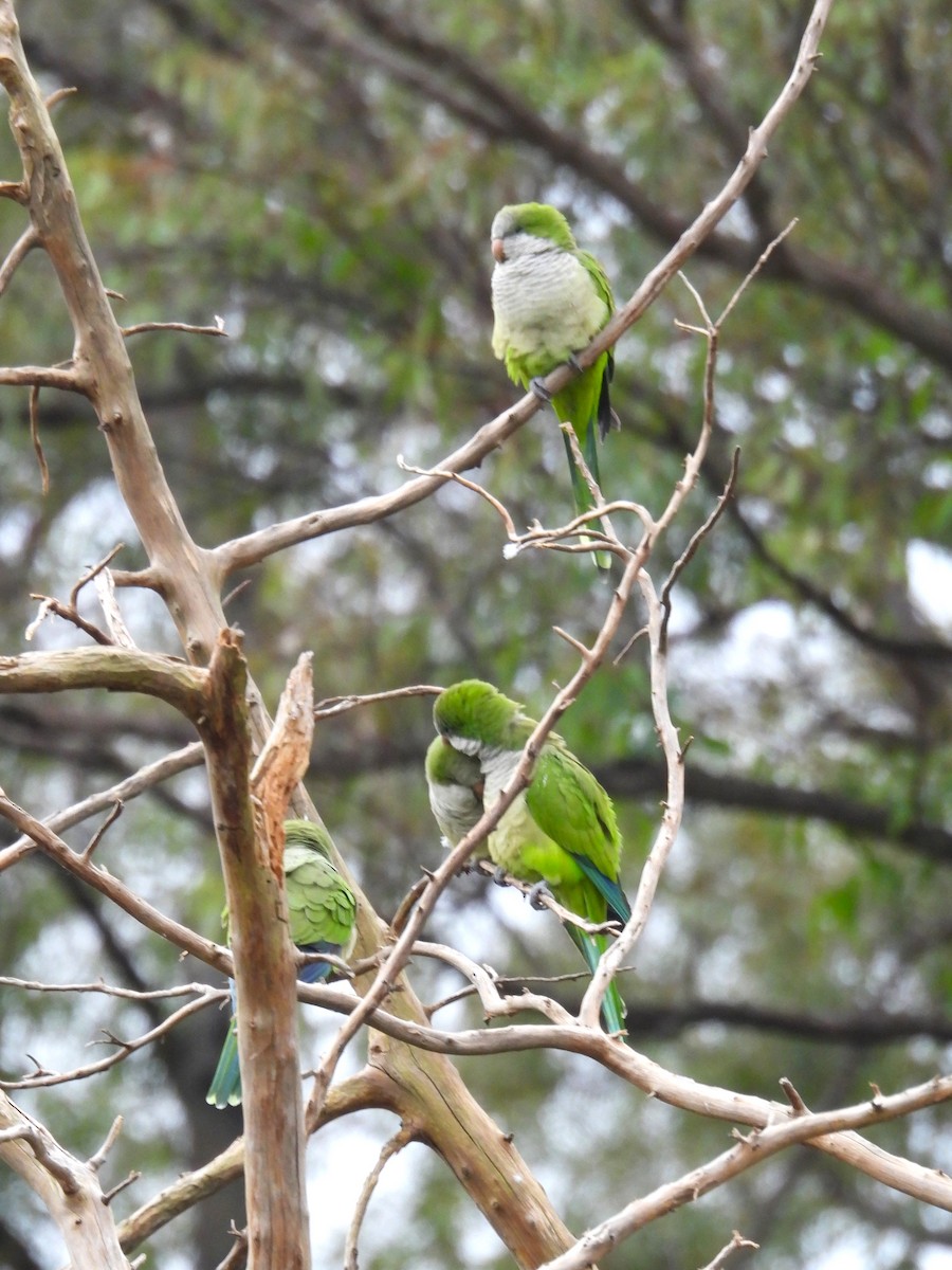 Monk Parakeet - ML618290568