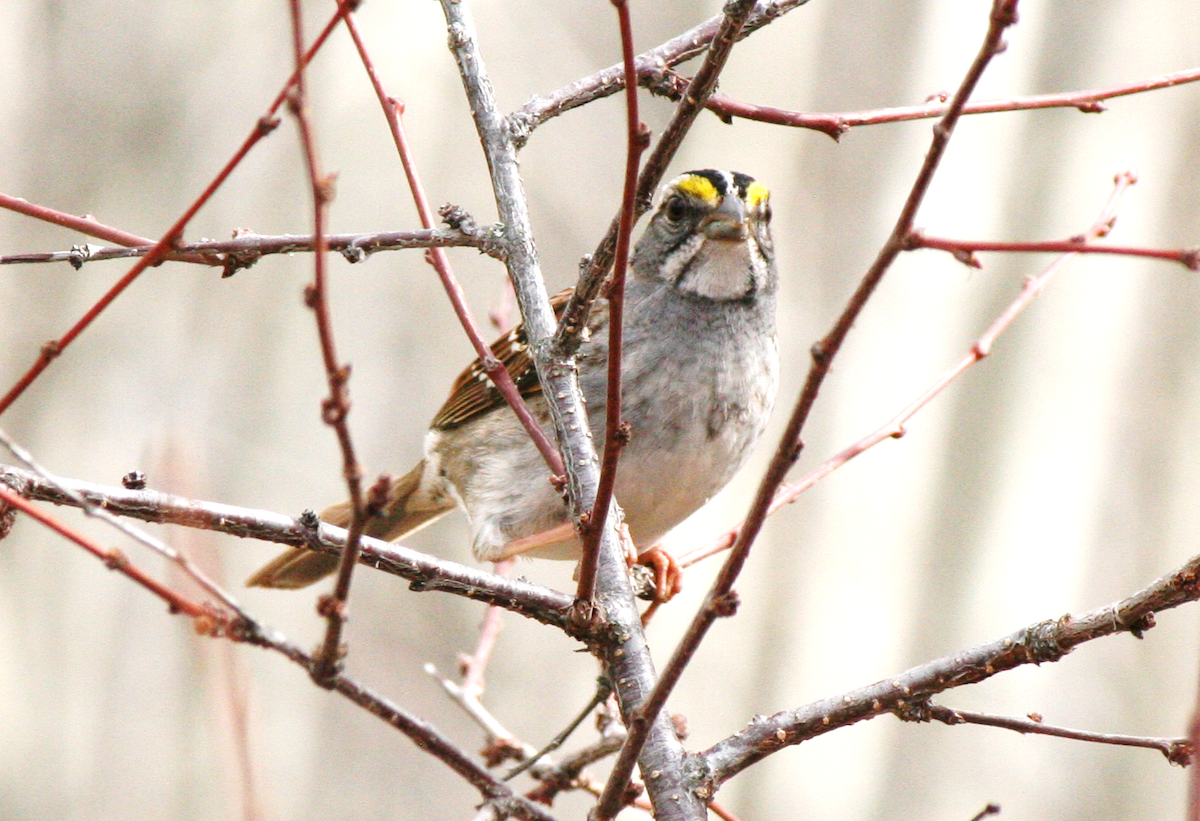 White-throated Sparrow - Muriel & Jennifer Mueller