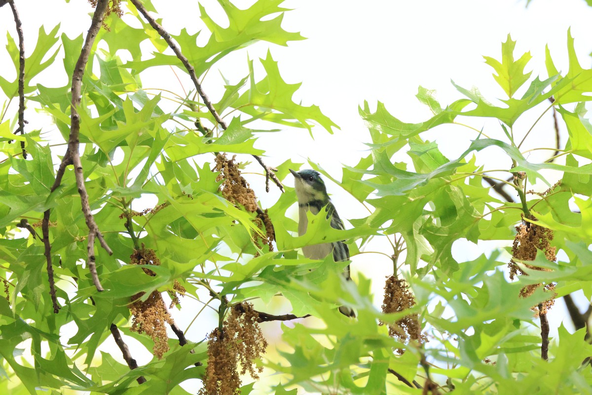 Cerulean Warbler - Tracey Chan