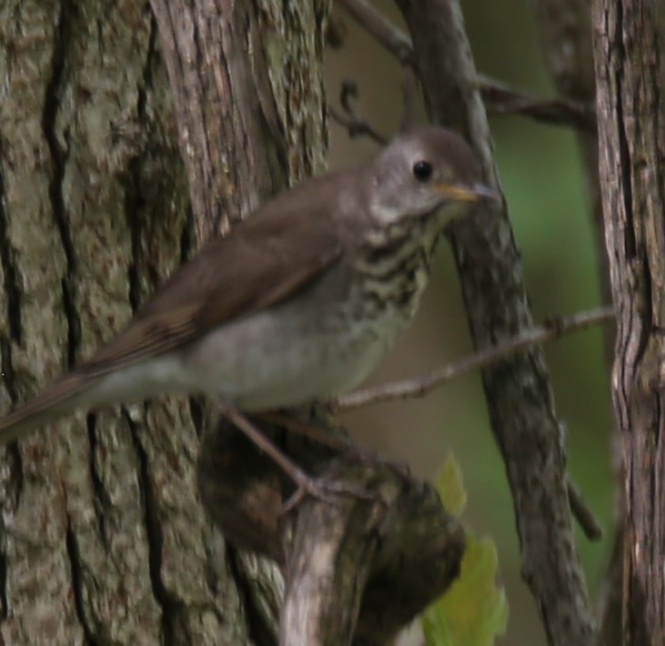 Gray-cheeked Thrush - Cathy Cox