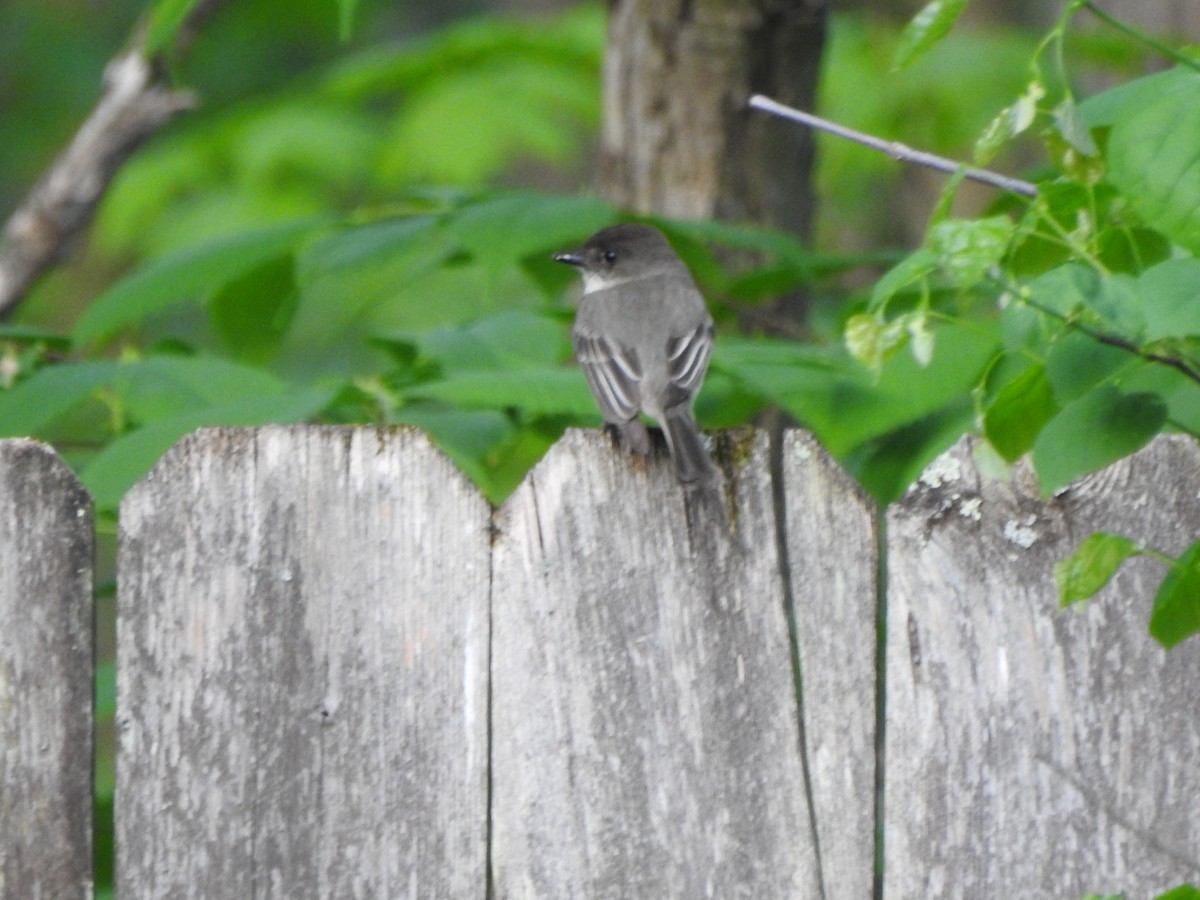 Eastern Phoebe - Ron Marek