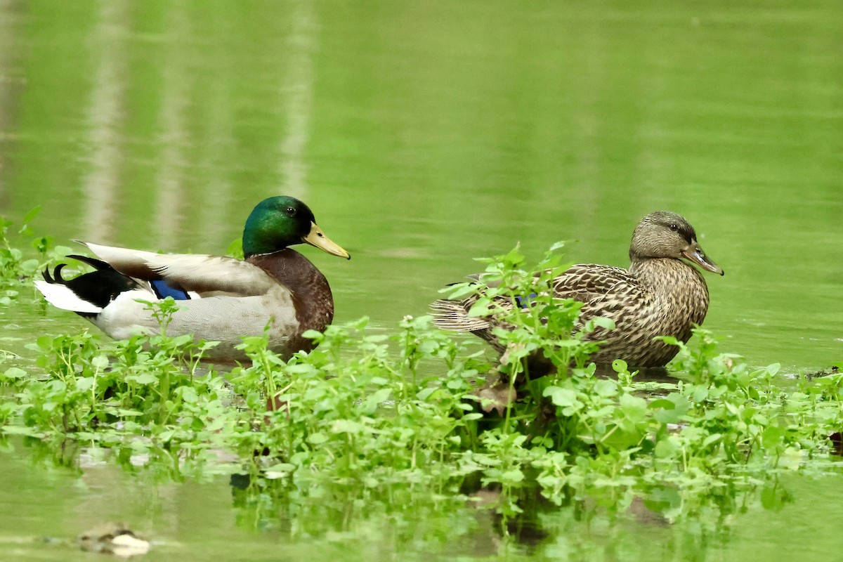 Mallard - Patty Berry