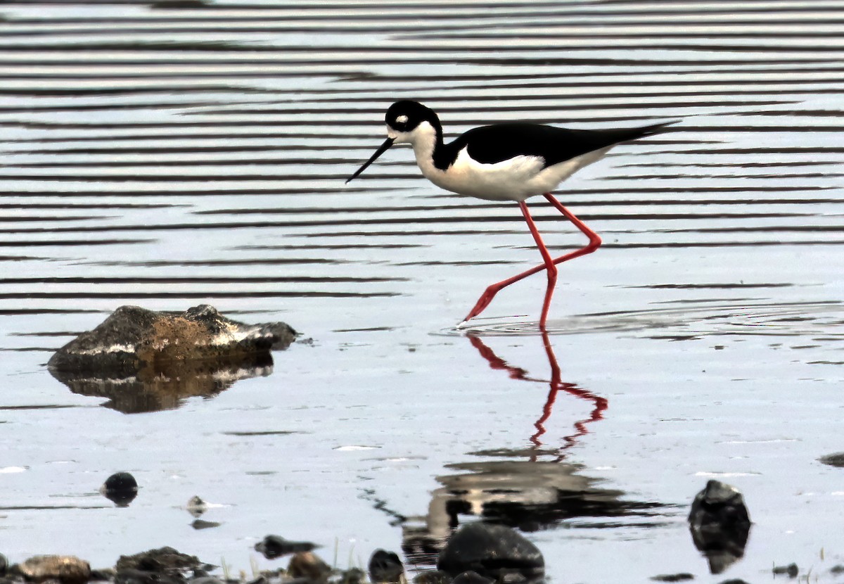 Black-necked Stilt - Charlotte Byers