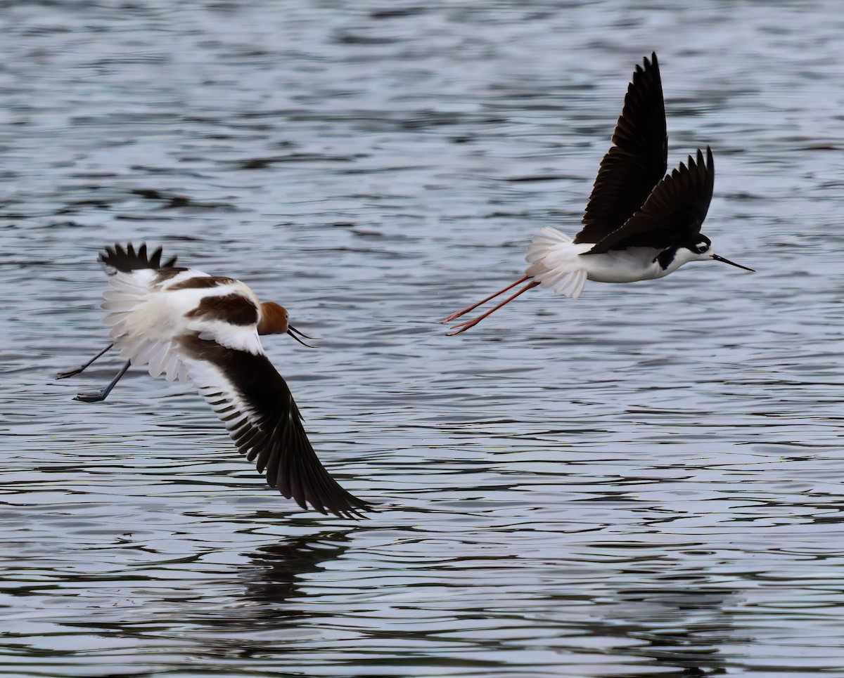 Black-necked Stilt - Charlotte Byers