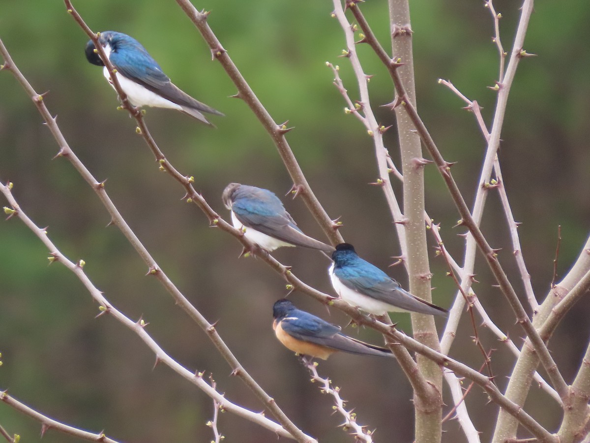 Barn Swallow - ML618290633