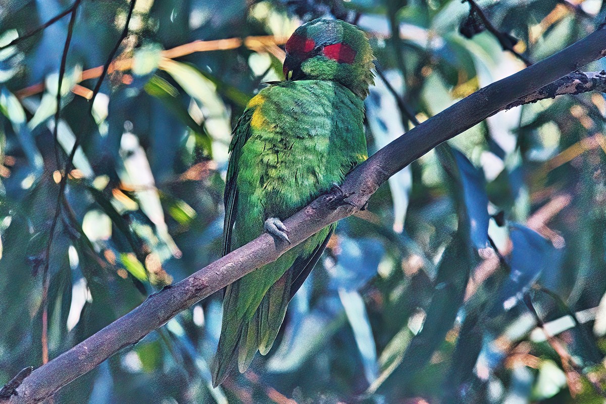 Musk Lorikeet - ML618290643