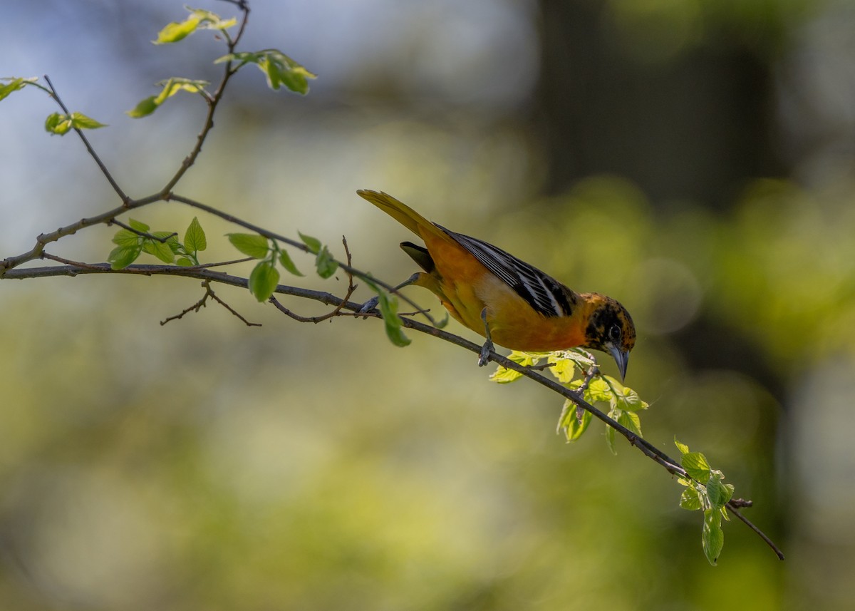 Baltimore Oriole - Sheila and Ed Bremer