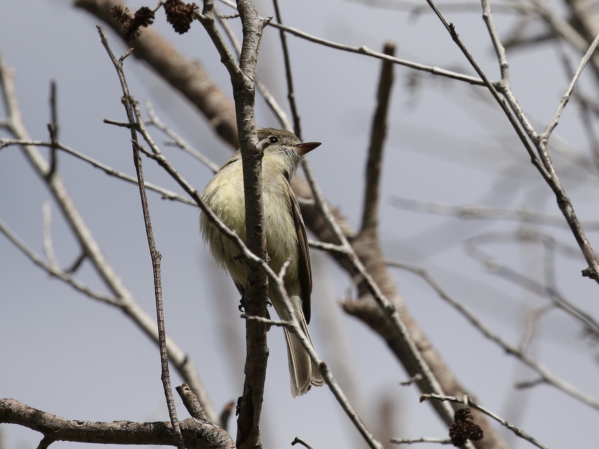 Empidonax sp. - Russ Morgan