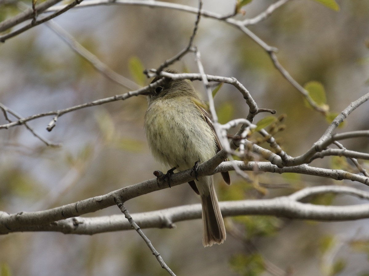 Empidonax sp. - Russ Morgan