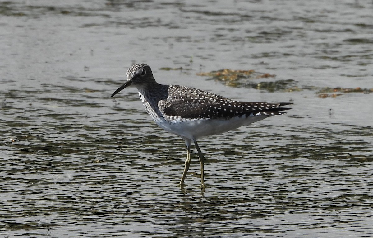 Solitary Sandpiper - William Seigart