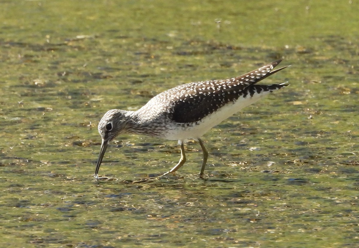 Solitary Sandpiper - William Seigart