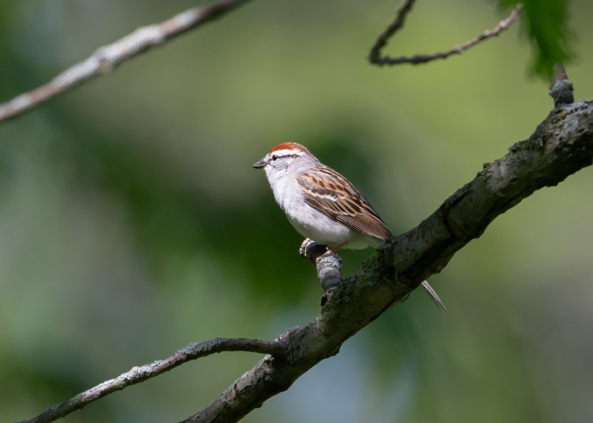 Chipping Sparrow - Sheila and Ed Bremer