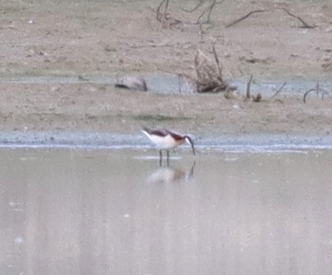 Wilson's Phalarope - Wayne Patterson