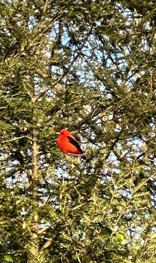 Scarlet Tanager - Michael Giaquinto