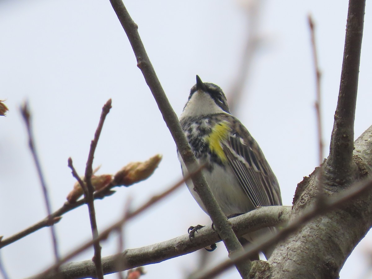 Yellow-rumped Warbler - ML618290719